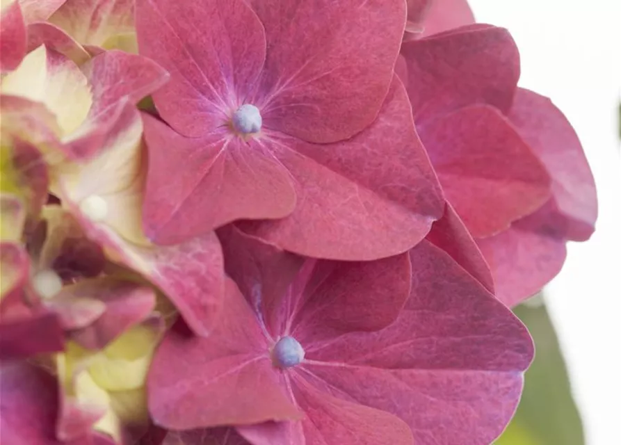 Hydrangea macrophylla