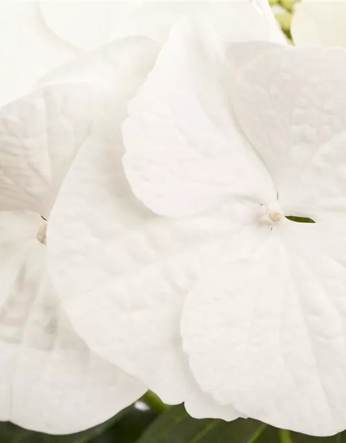 Hydrangea macrophylla, weiß