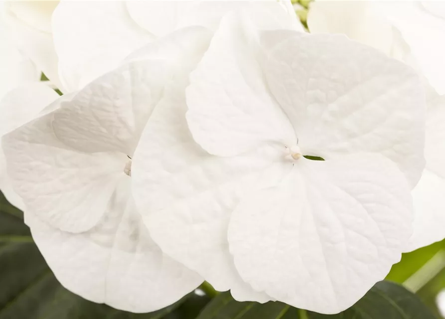 Hydrangea macrophylla, weiß