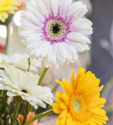 Gerbera