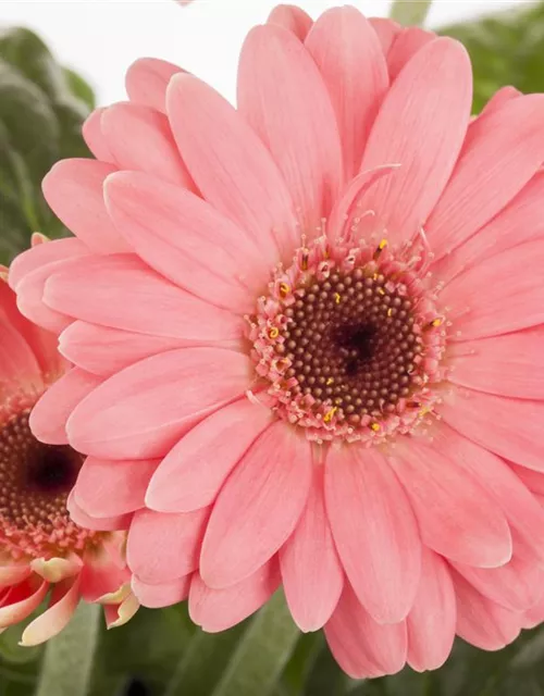 Gerbera