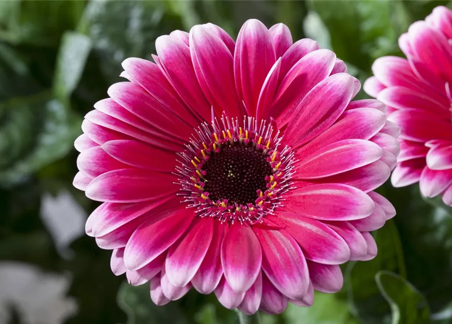 Gerbera