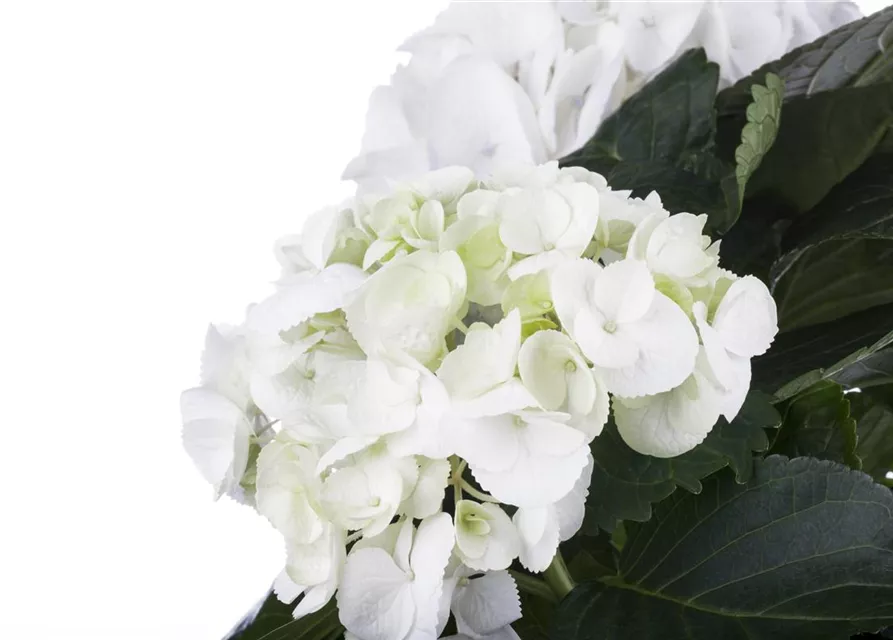 Hydrangea macrophylla, weiß