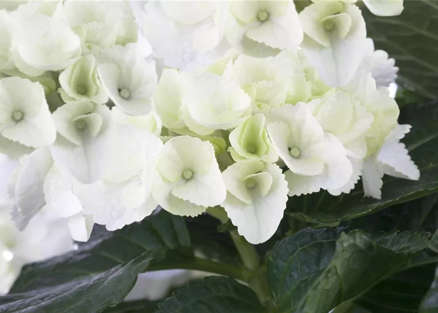 Hydrangea macrophylla, weiß