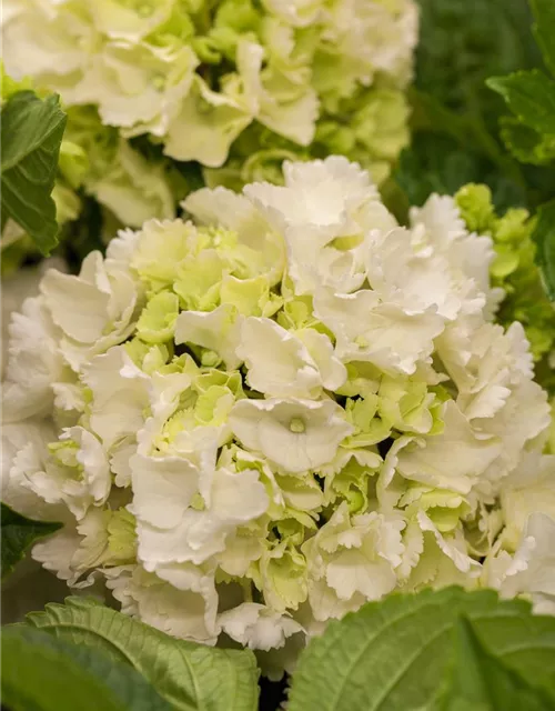 Hydrangea macrophylla, weiß