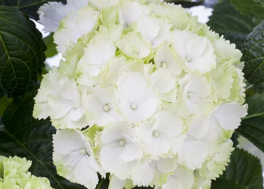 Hydrangea macrophylla, weiß