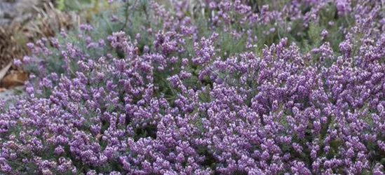 Erica carnea