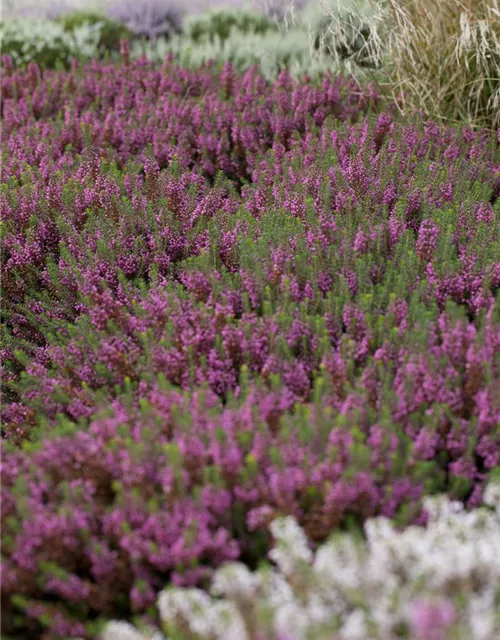 Erica carnea