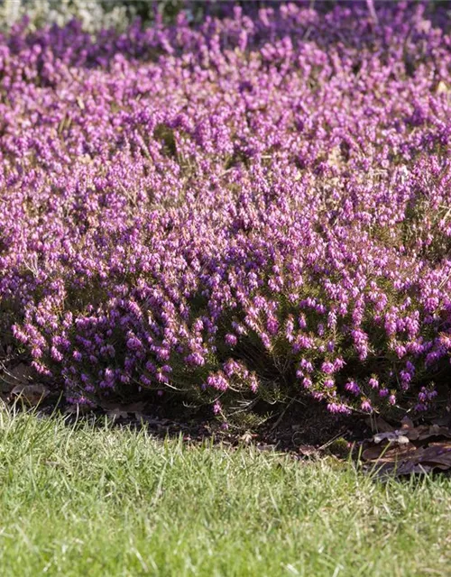 Erica carnea