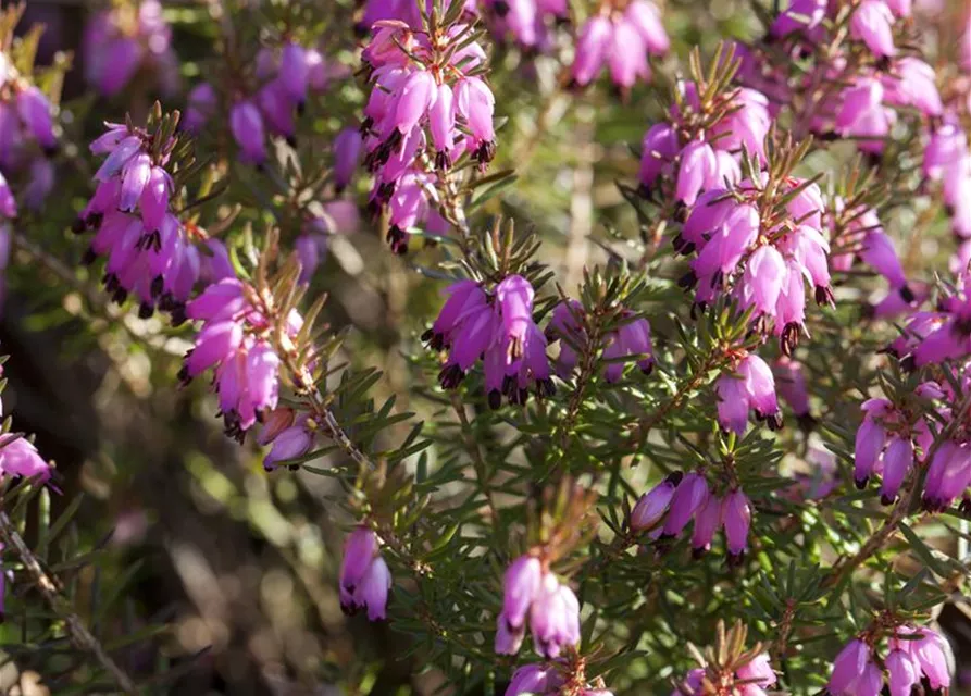 Erica carnea