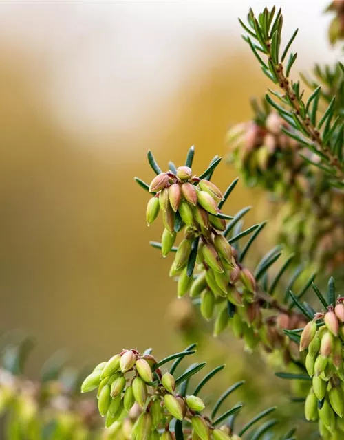 Erica carnea