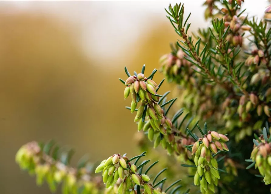 Erica carnea