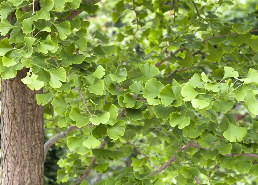 Ginkgo biloba