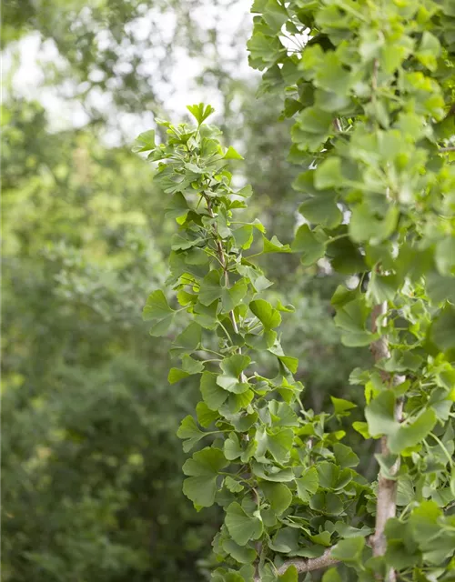 Ginkgo biloba