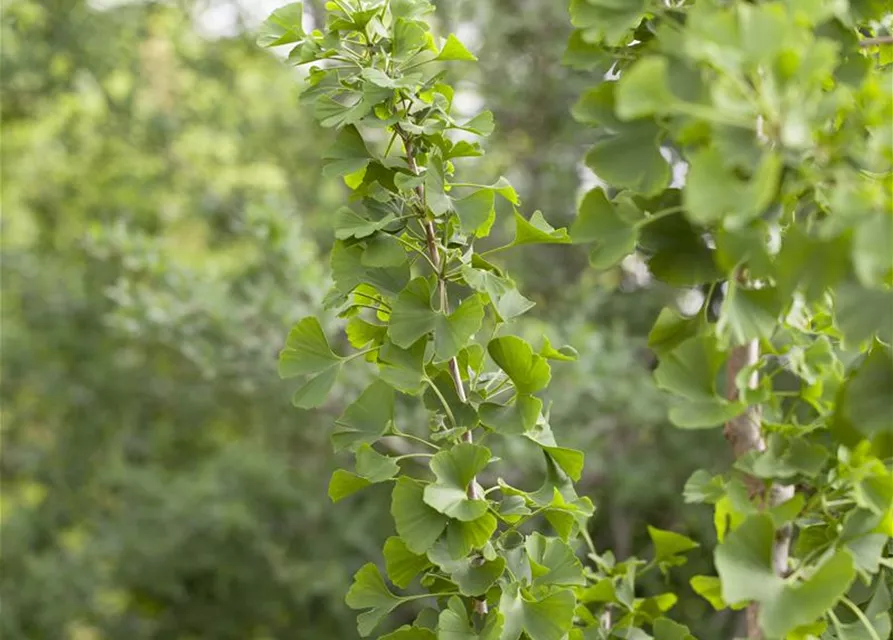 Ginkgo biloba