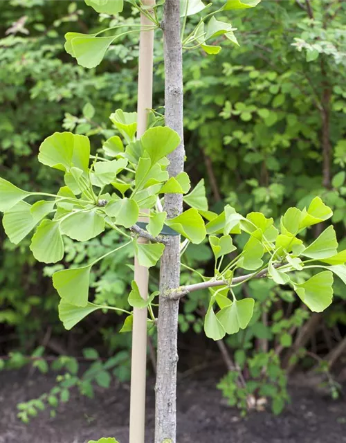 Ginkgo biloba