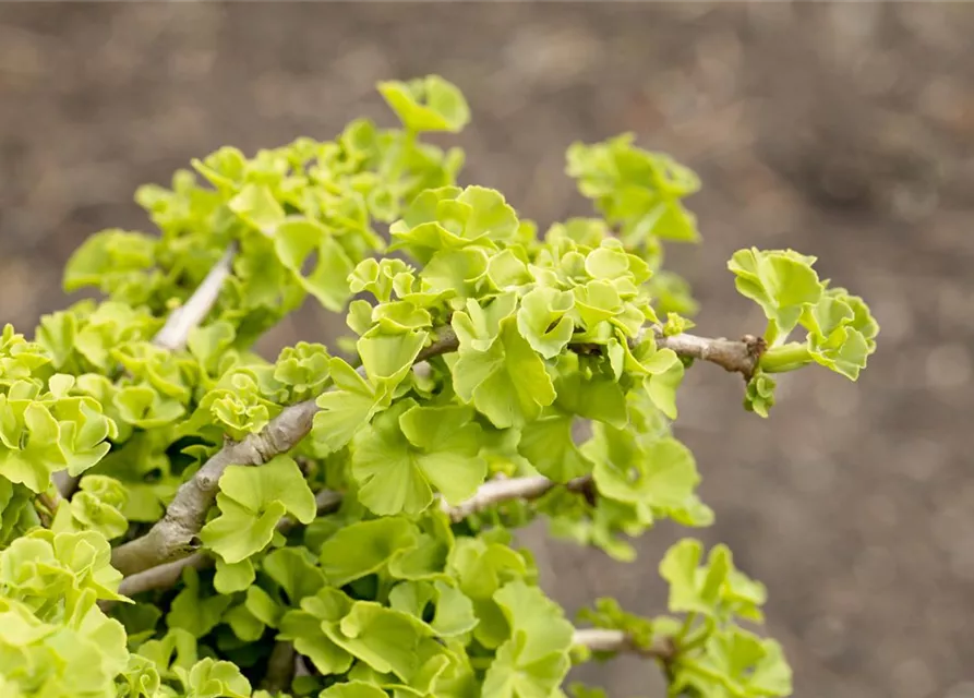 Ginkgo biloba