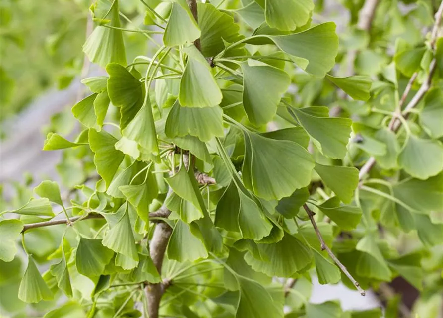 Ginkgo biloba