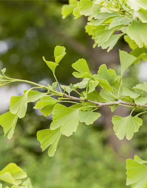 Ginkgo biloba