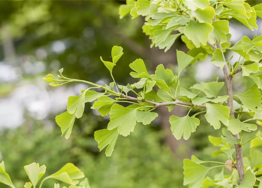 Ginkgo biloba