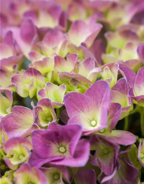 Hydrangea 'Magical'® Four Seasons