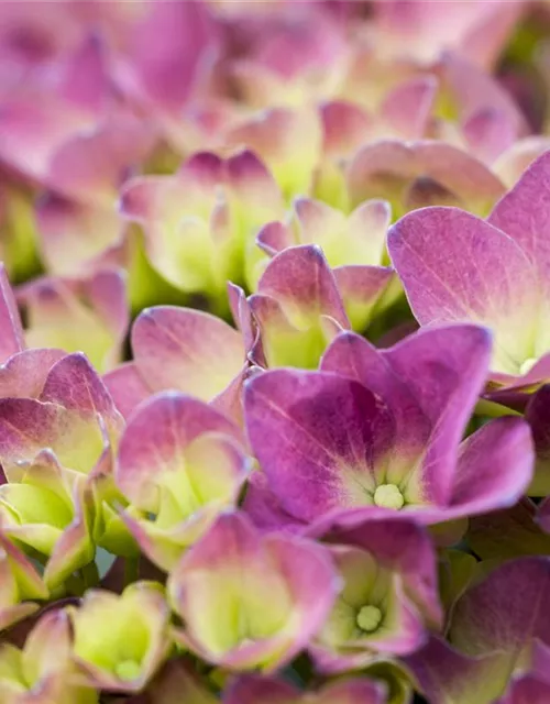 Hydrangea 'Magical'® Four Seasons