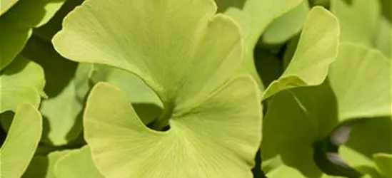 Ginkgo biloba 'Mariken'