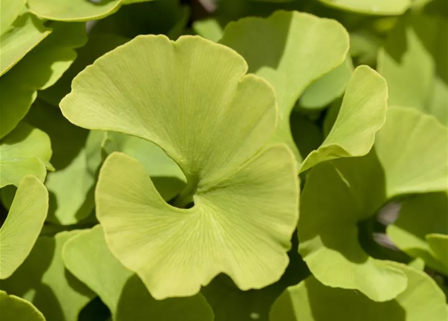 Ginkgo biloba 'Mariken'