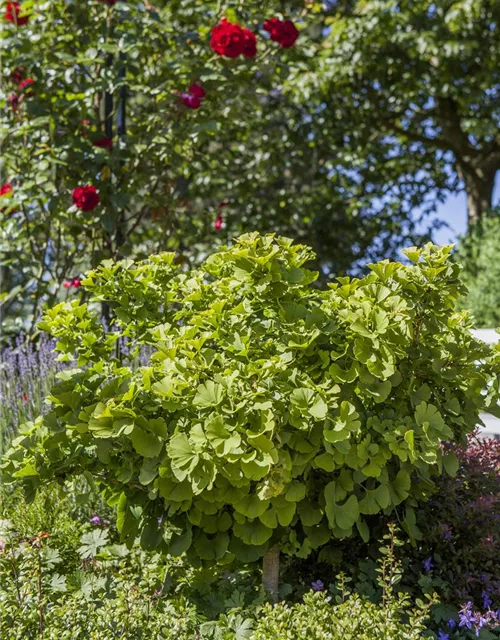 Ginkgo biloba 'Mariken'