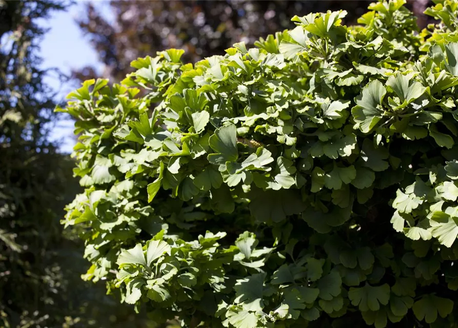 Ginkgo biloba 'Mariken'