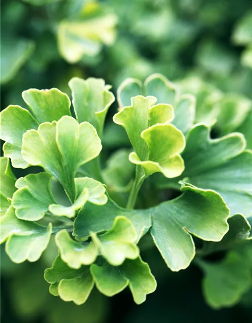 Ginkgo biloba 'Mariken'