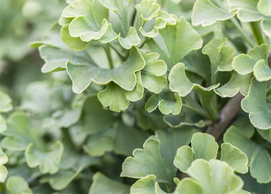 Ginkgo biloba 'Mariken'