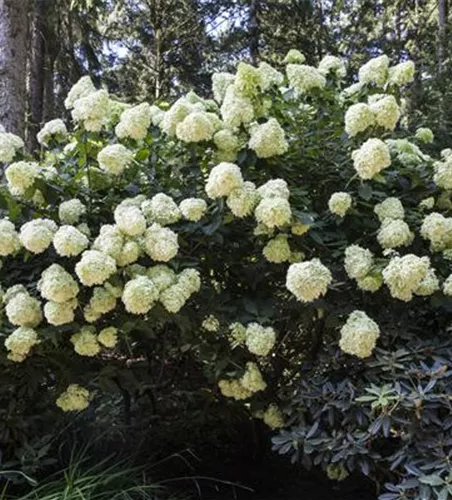 Hydrangea paniculata