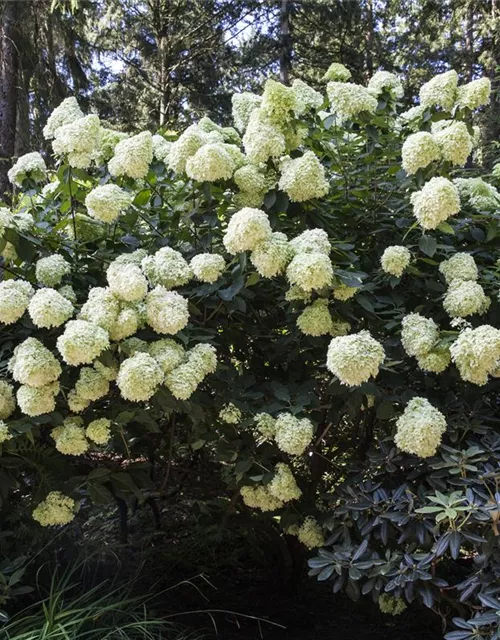 Hydrangea paniculata