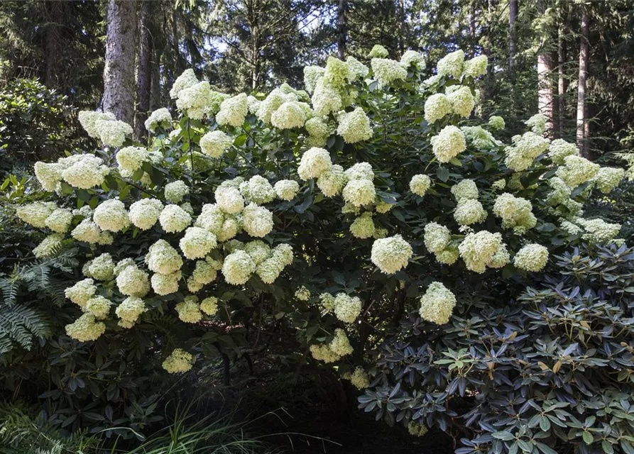 Hydrangea paniculata