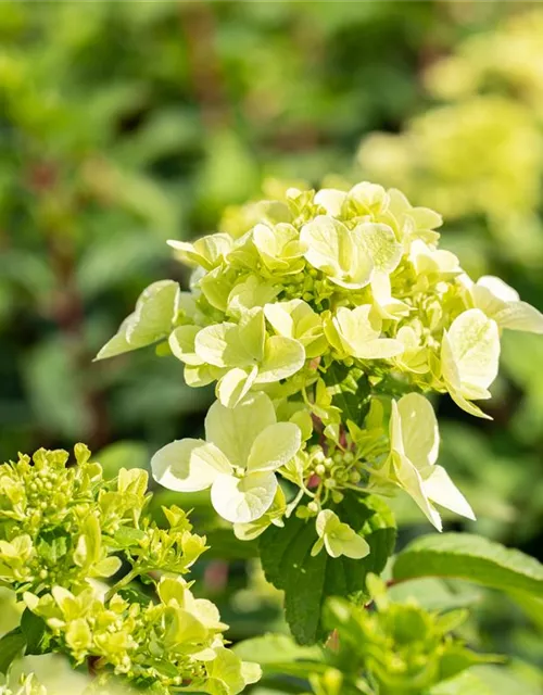 Hydrangea paniculata