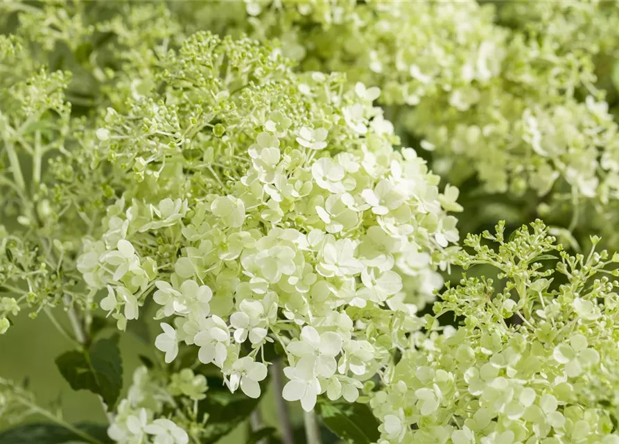 Hydrangea paniculata