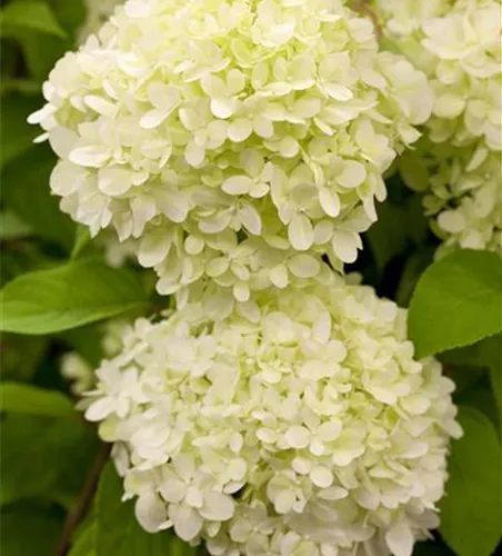 Hydrangea paniculata 'Limelight'(s)