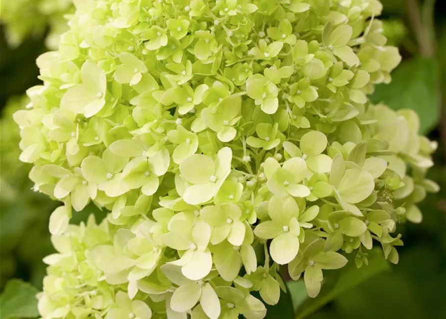 Hydrangea paniculata 'Limelight'(s)