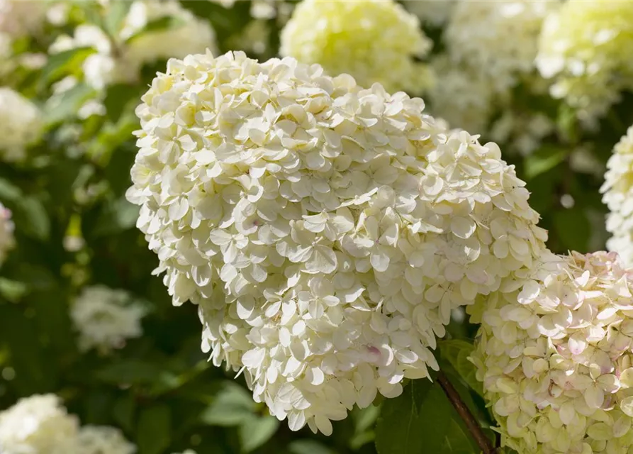 Hydrangea paniculata 'Limelight'(s)