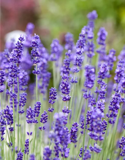 Lavandula angustifolia, blau