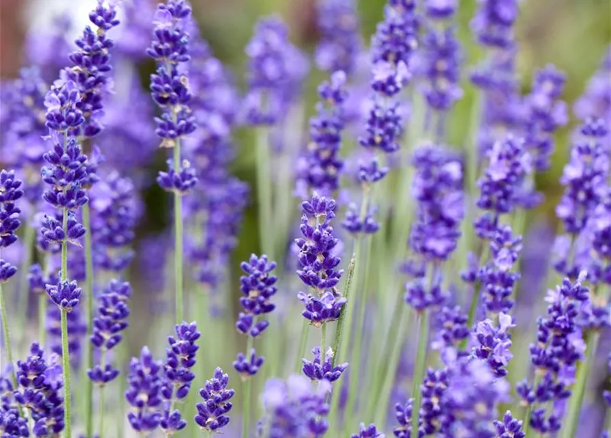 Lavandula angustifolia, blau