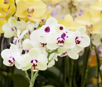 ORCHIDEEN: FREILANDAUFENTHALT IM SOMMER