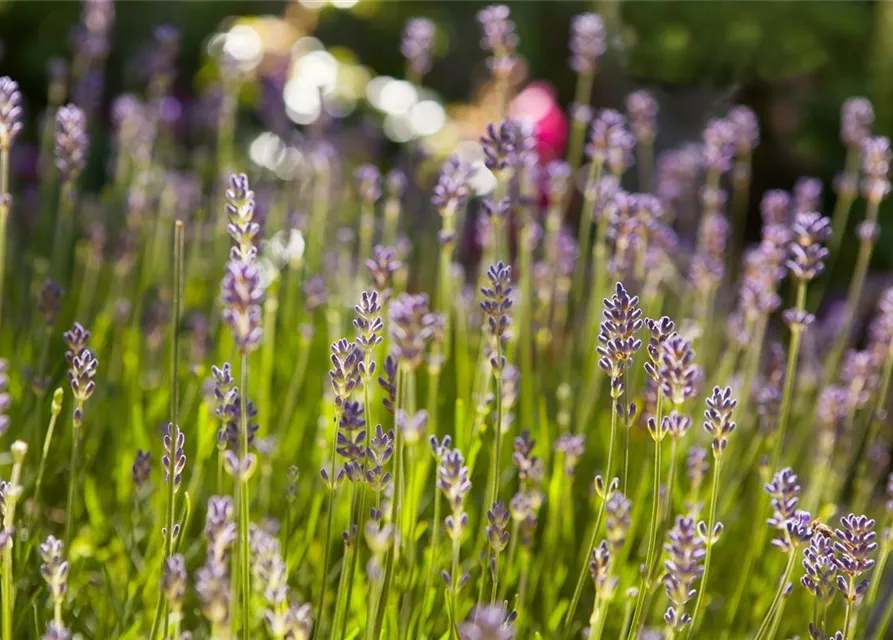 Lavandula angustifolia