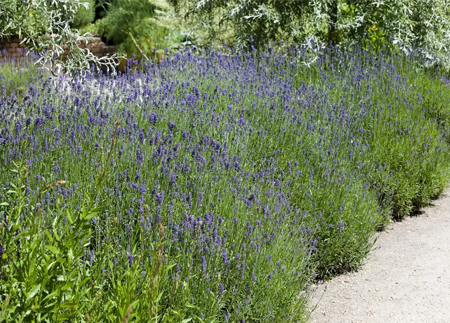 Lavandula angustifolia