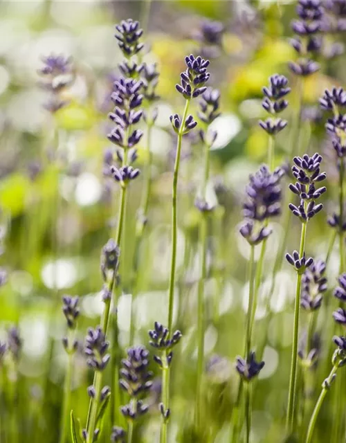 Lavandula angustifolia