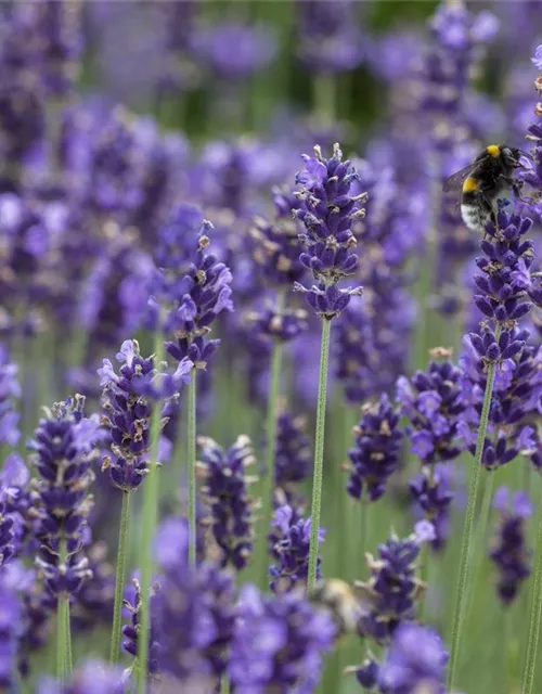 Lavandula angustifolia, blau