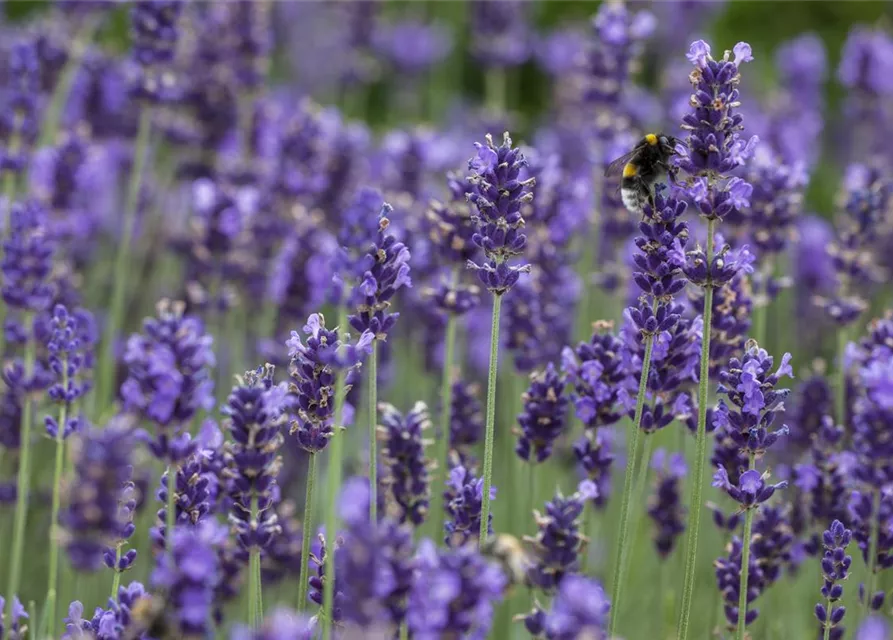 Lavandula angustifolia, blau