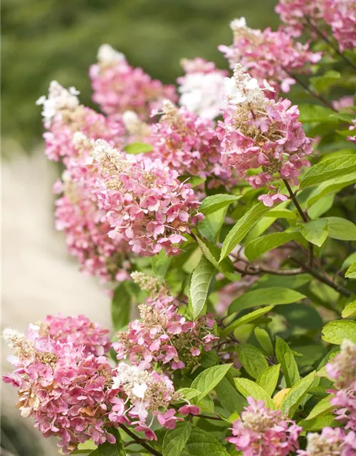 Hydrangea paniculata 'Pinky Winky'®