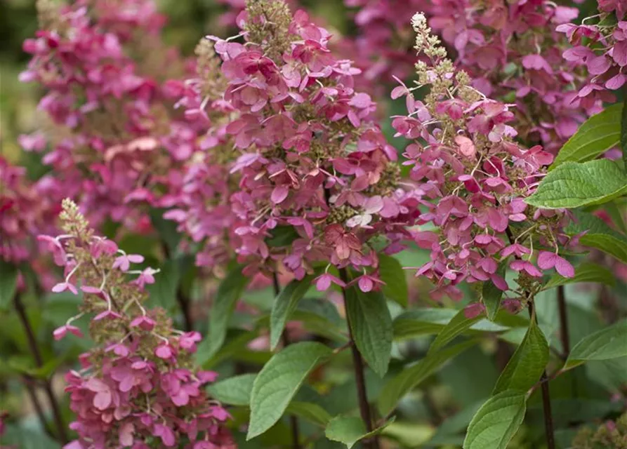 Hydrangea paniculata 'Pinky Winky'®